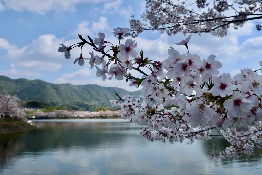 🌸 다치오카 자연공원(타치오카 시젠 코엔) 이미지 6